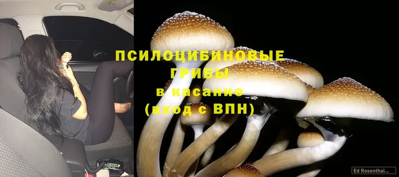 Псилоцибиновые грибы MAGIC MUSHROOMS  Богородицк 